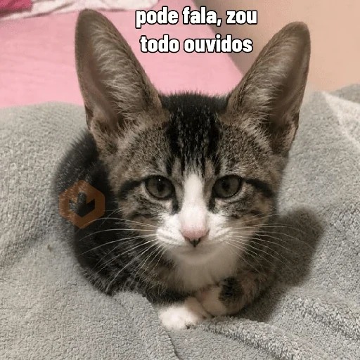 gato testudo sticker 22