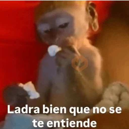 🙈 MONITOS CON FRASES 🙈 sticker 14