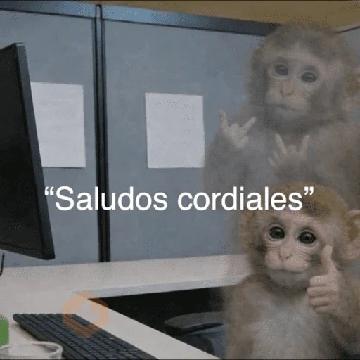 🙈 MONITOS CON FRASES 🙈 sticker 12