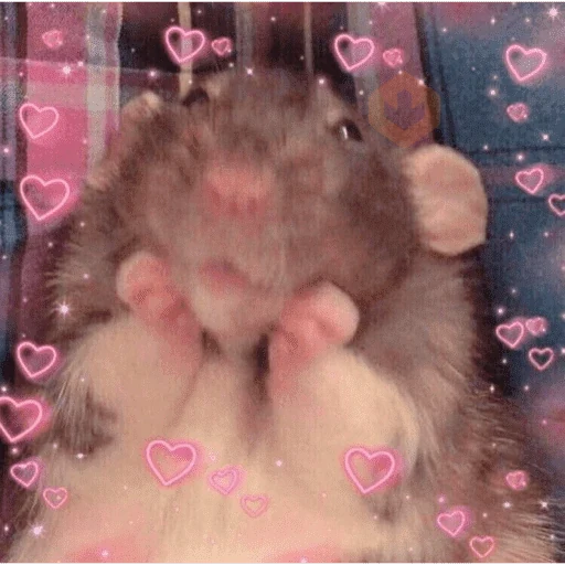 Gatos enamorados - Tiktok 💕❤️ sticker 15