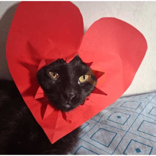 Gatos enamorados - Tiktok 💕❤️ sticker 14