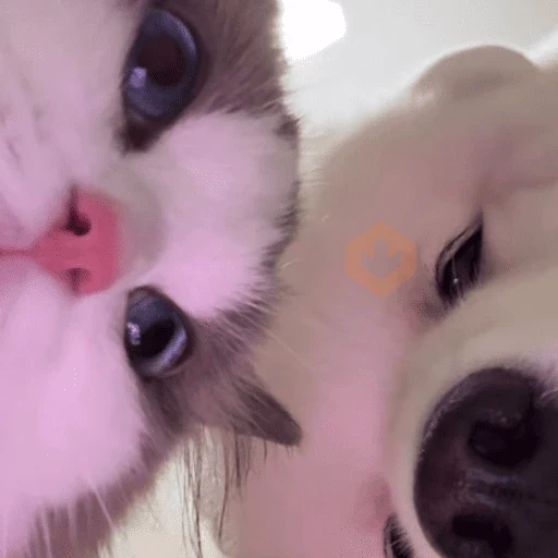 Gatos enamorados - Tiktok 💕❤️ sticker 11