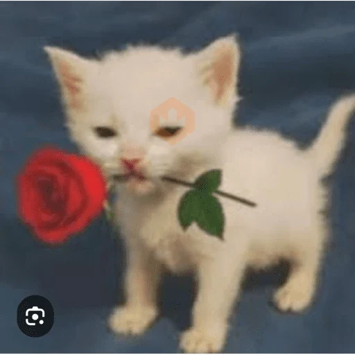Gatos enamorados - Tiktok 💕❤️ sticker 13