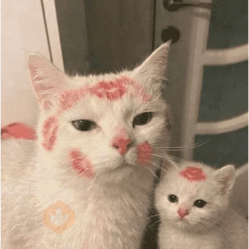 Gatos enamorados - Tiktok 💕❤️ sticker 12