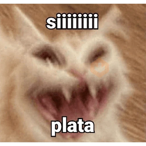 Gatos sticker 11