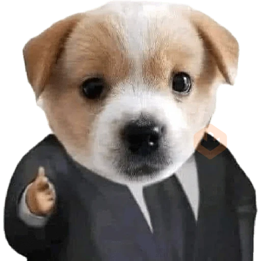 memes sticker ramdon sticker 30