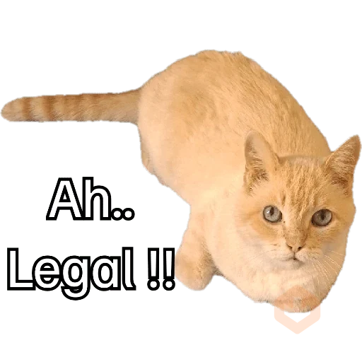 gato sticker 21
