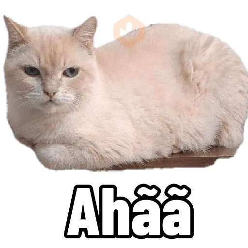 gato sticker 23