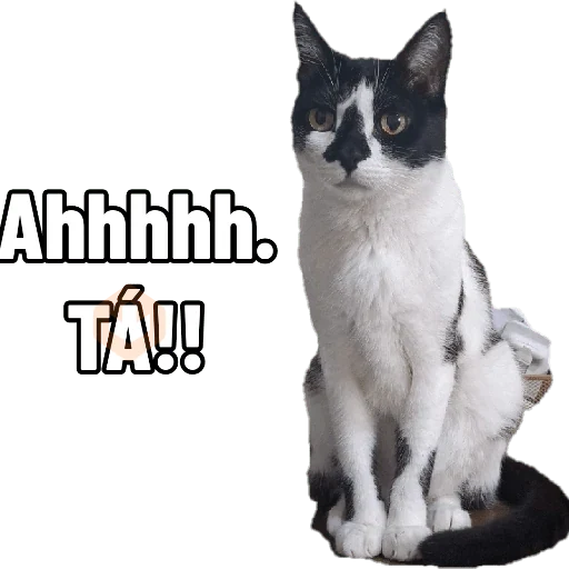 gato sticker 22