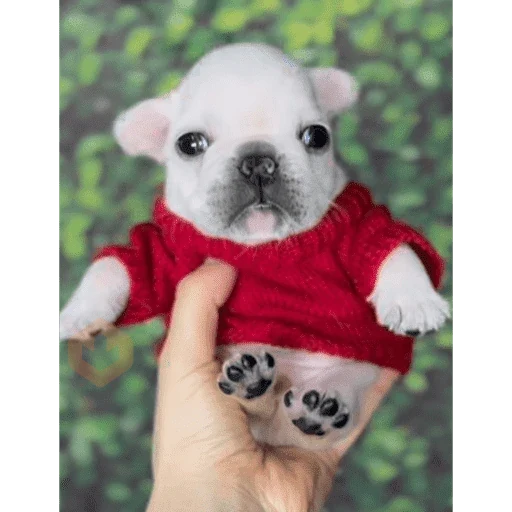 Pibbleschofi sticker 19