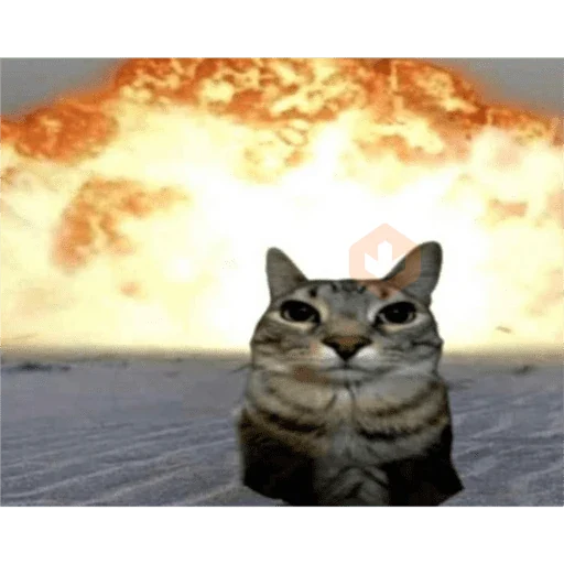 gatos sticker 11