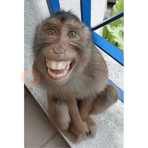 memes variados sticker 20