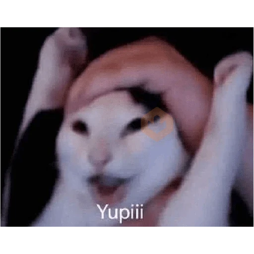 memes variados sticker 14