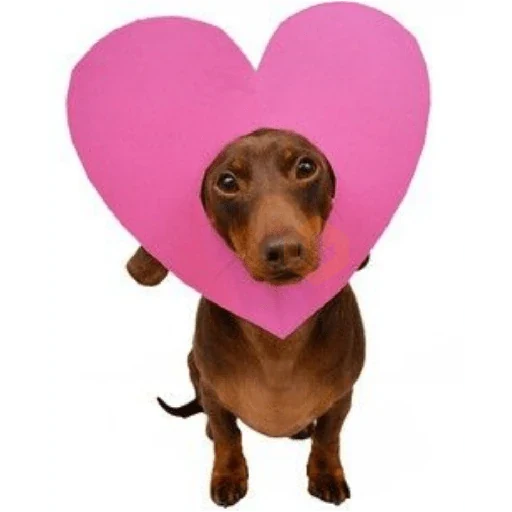 amor sticker 14