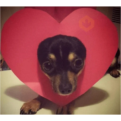 amor sticker 15
