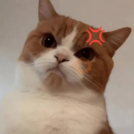 REAJA COMO UM GATO 😸 sticker 14