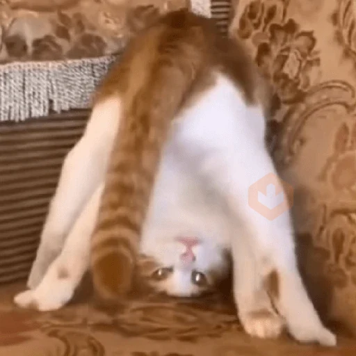 REAJA COMO UM GATO 😸 sticker 17