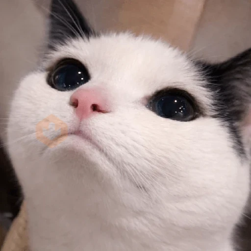 REAJA COMO UM GATO 😸 sticker 20