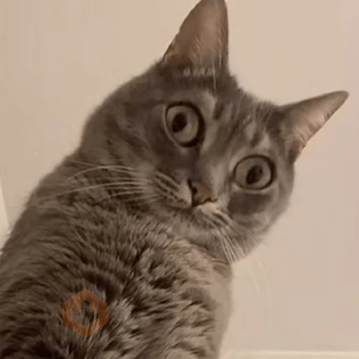 REAJA COMO UM GATO 😸 sticker 12