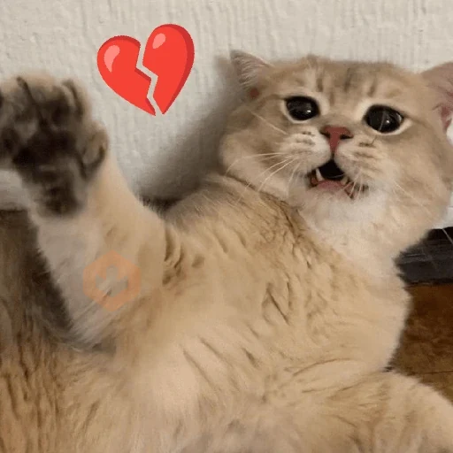 REAJA COMO UM GATO 😸 sticker 16