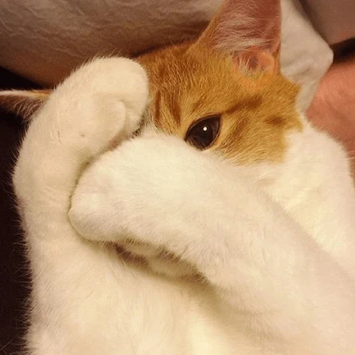 REAJA COMO UM GATO 😸 sticker 15