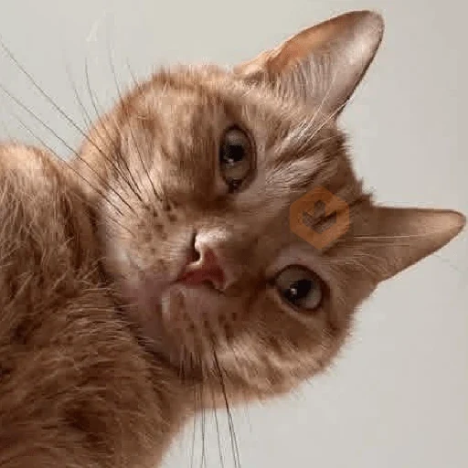 REAJA COMO UM GATO 😸 sticker 11