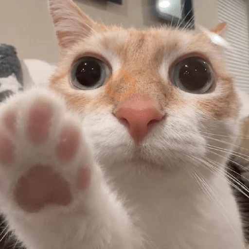 REAJA COMO UM GATO 😸 sticker 13