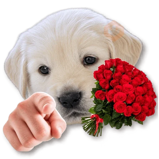 ❤️💐 AMOR ♡ RAMOS 💐❤️ sticker 15