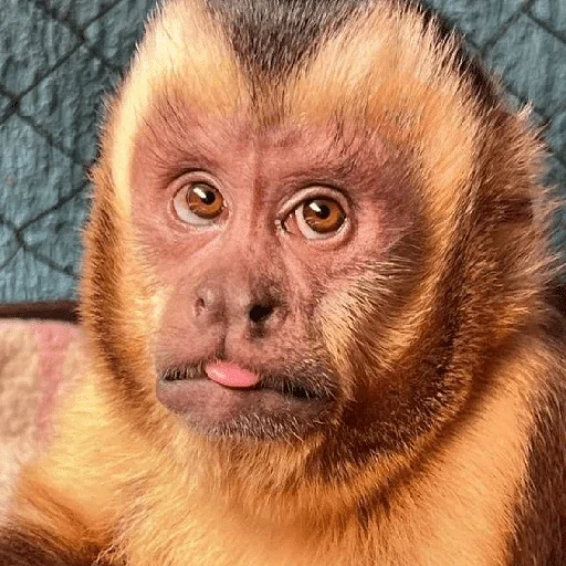 Monitos Lindos ✨🐒 sticker 15