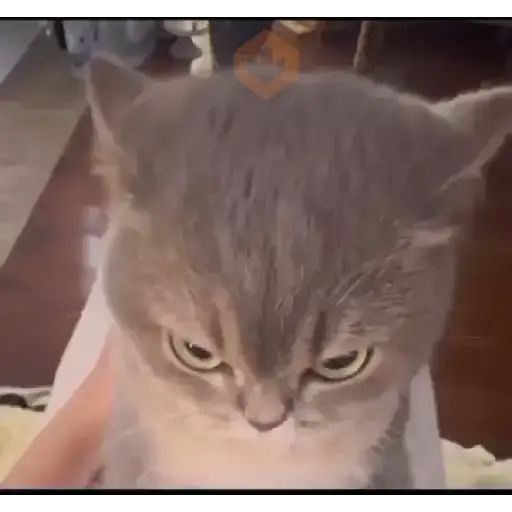 Stickers Tiktok sticker 23