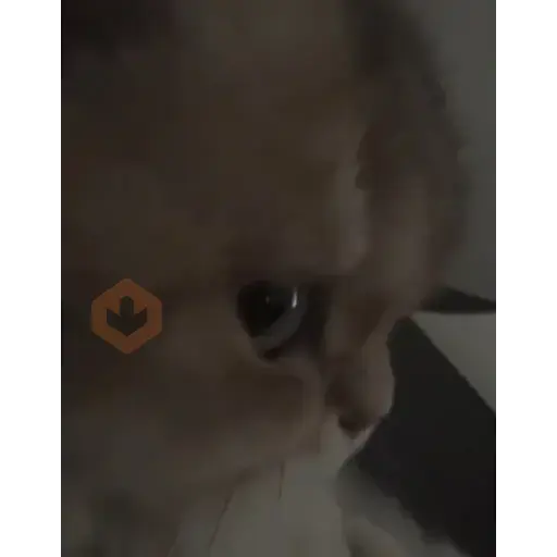 Stickers Tiktok sticker 22