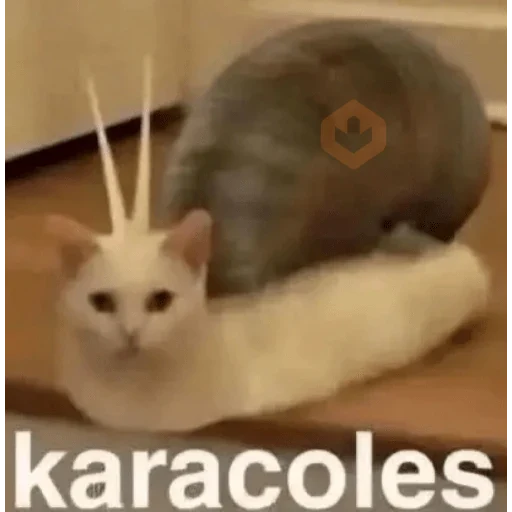 Gato blanco acostado con un caracol gigante encima de su espalda, texto en la parte inferior