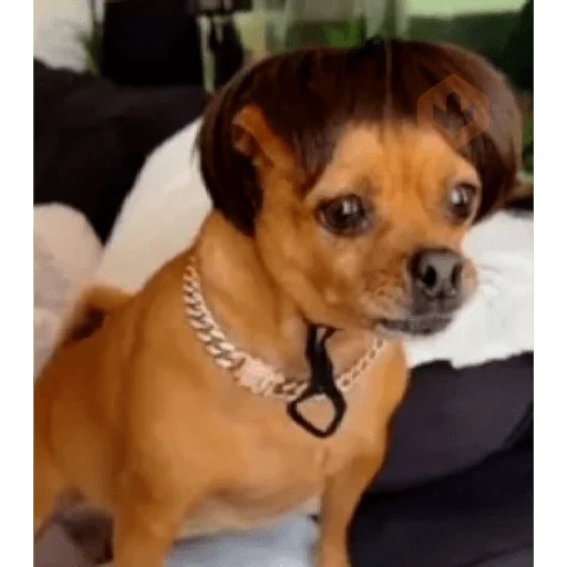 Perro pequeño marrón con collar de cadena plateada, mirada seria y desafiante, sentado en una cama