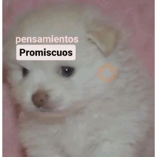 Que risa sticker 11