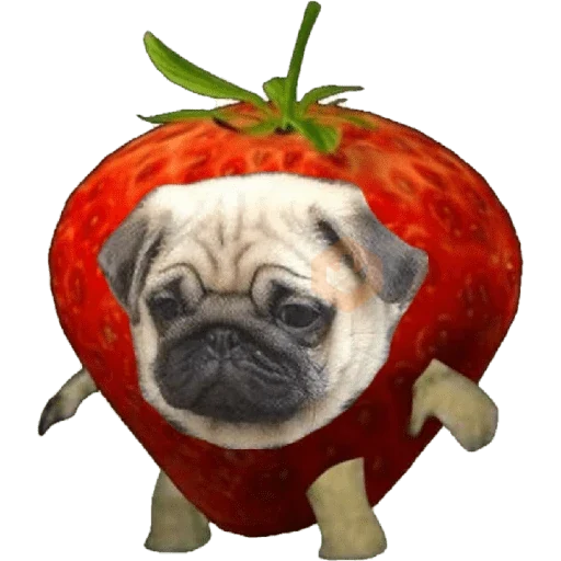 🍔🌯 Perros & Gatos Comida 🥕🥓 sticker 14