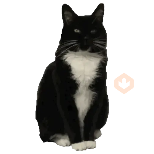 Cats Gatos Gatitos sticker 30