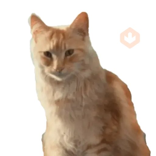 Cats Gatos Gatitos sticker 27