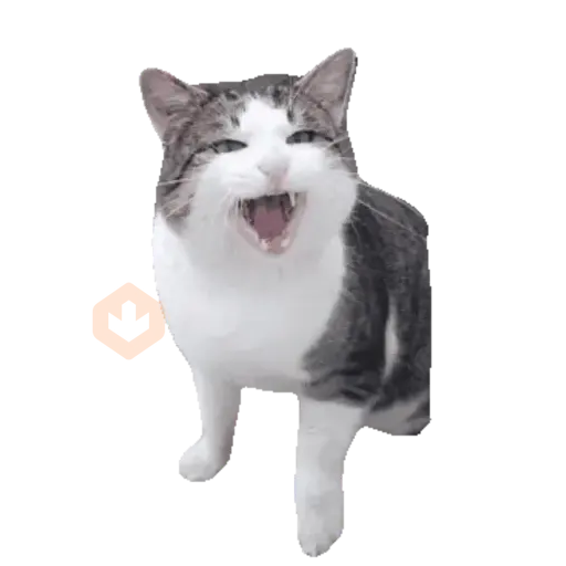 Cats Gatos Gatitos sticker 22