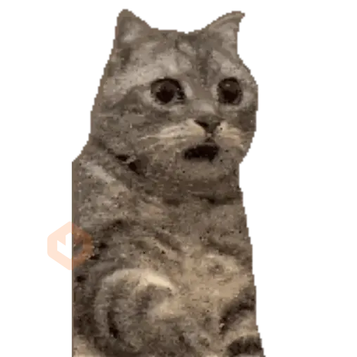Cats Gatos Gatitos sticker 19