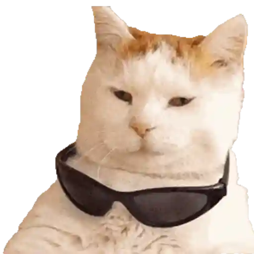 Cats Gatos Gatitos sticker 26
