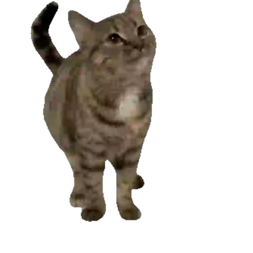 Cats Gatos Gatitos sticker 21