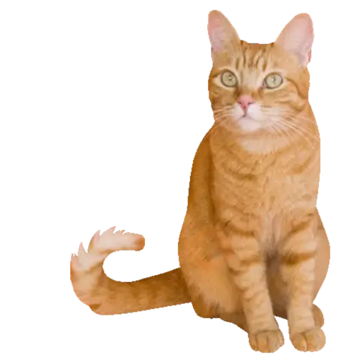 Cats Gatos Gatitos sticker 25