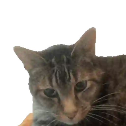 Cats Gatos Gatitos sticker 24