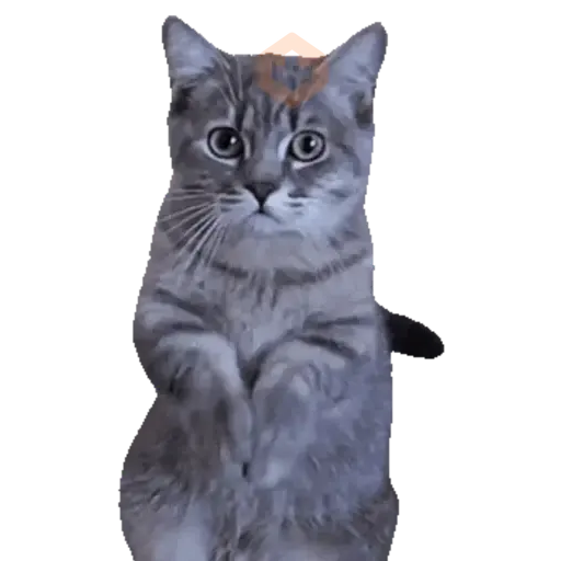 Cats Gatos Gatitos sticker 23