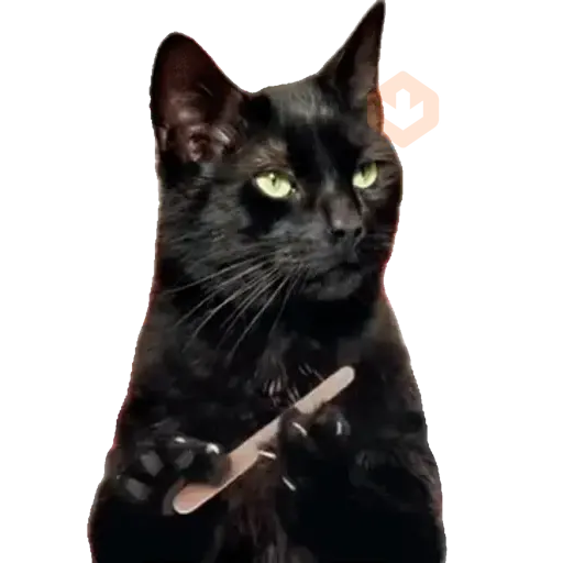 Cats Gatos Gatitos sticker 15
