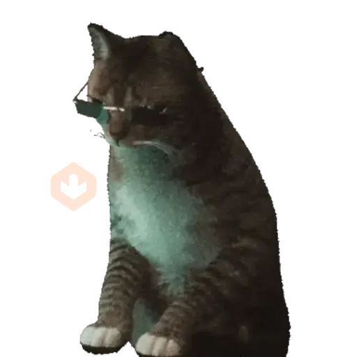 Cats Gatos Gatitos sticker 20