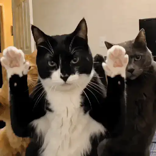 Gatinhos Tiktok sticker 11