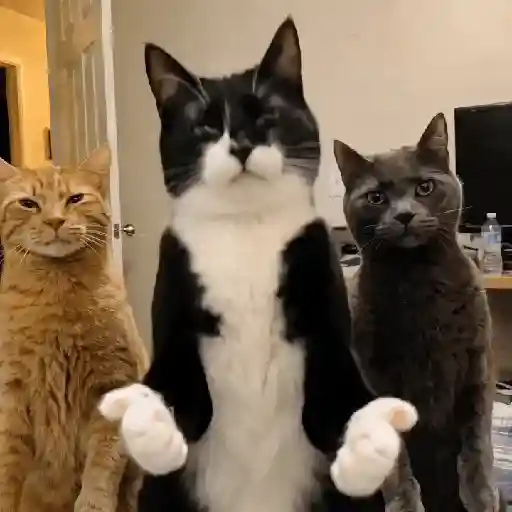 Gatinhos Tiktok sticker 15