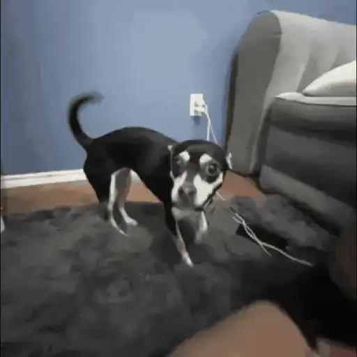 Doguinhos Tiktok sticker 15