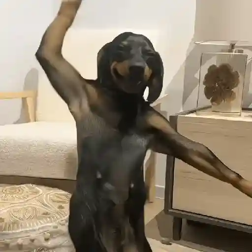 Doguinhos Tiktok sticker 13
